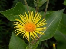 images/productimages/small/Elecampane seeds.jpg